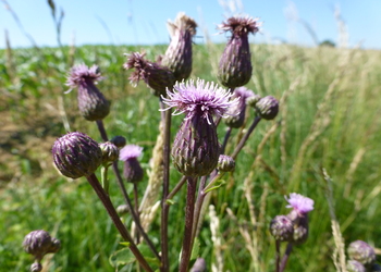 Acker-Kratzdistel (Cirsium arvense) - © Philipp Sengl